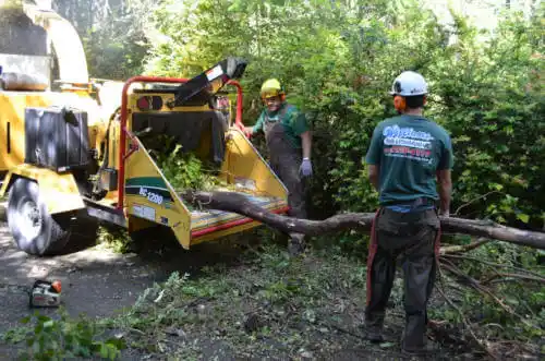 tree services Dewey Beach